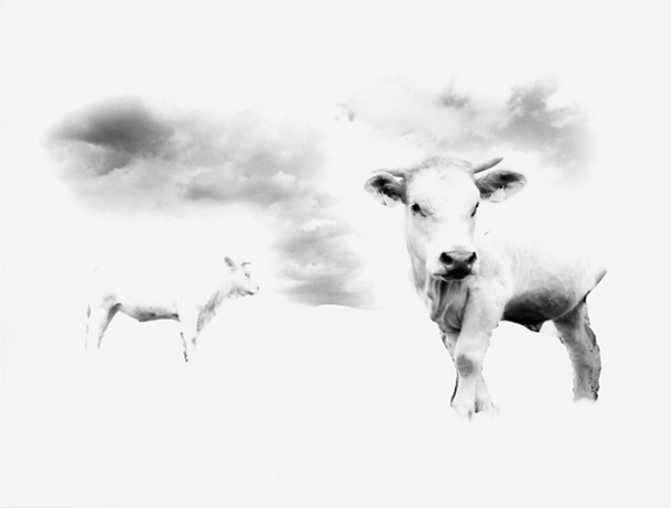 Tea Giobbio :: Stranieri dal cielo